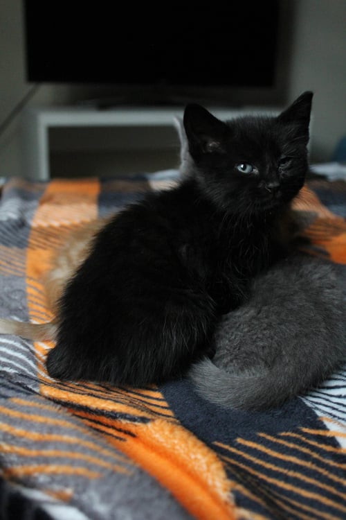 RAINDROP - Domestic Short Hair available for adoption