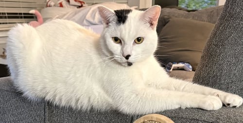 LIAMM - Domestic Short Hair available for adoption