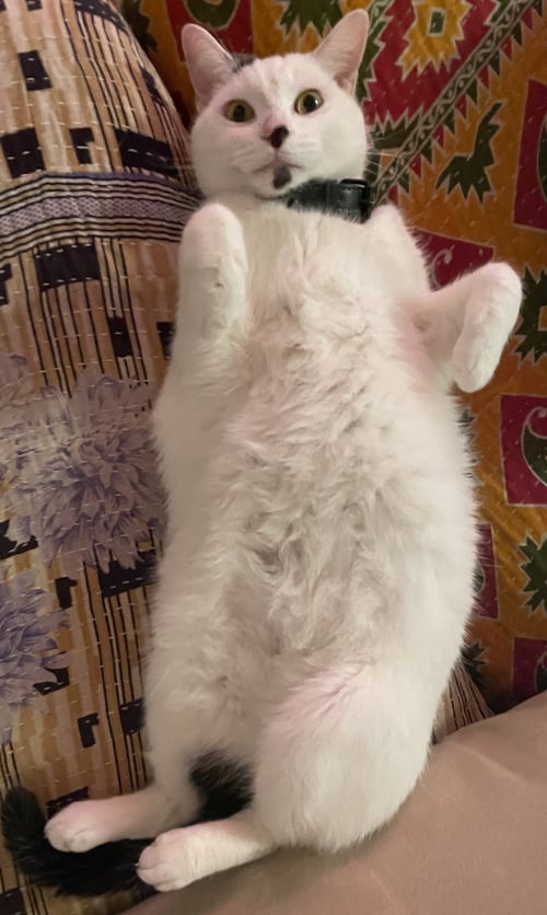 LIAMM - Domestic Short Hair available for adoption