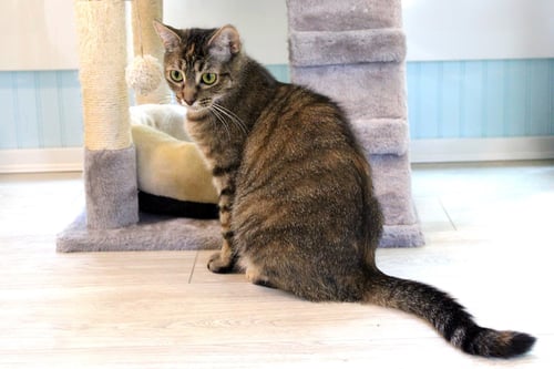 BREE - Tabby / Domestic Short Hair available for adoption