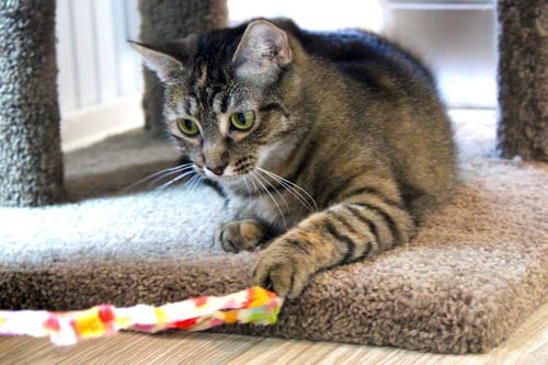 BREE - Tabby / Domestic Short Hair available for adoption