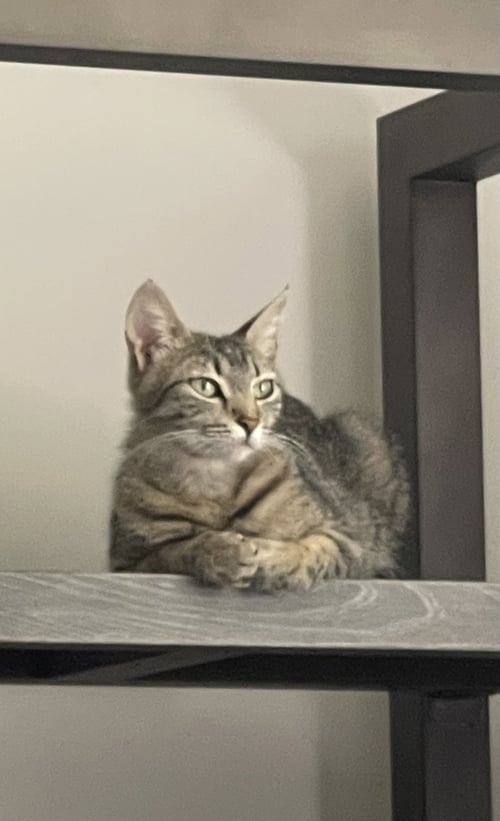 CHLOE - Tabby / Domestic Short Hair available for adoption