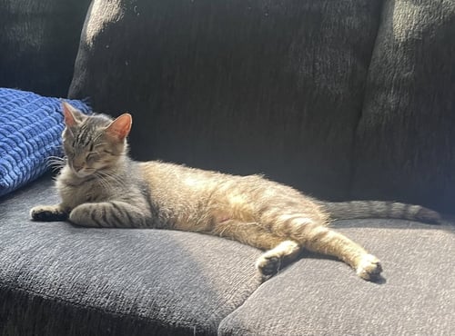 CHLOE - Tabby / Domestic Short Hair available for adoption