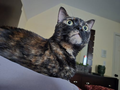 BIRDY - Tortoiseshell / Domestic Short Hair available for adoption