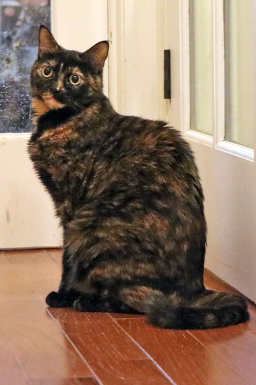 BIRDY - Tortoiseshell / Domestic Short Hair available for adoption