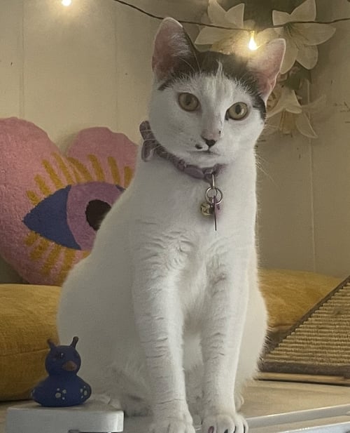 LUMI - Domestic Short Hair available for adoption