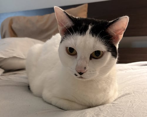 LUMI - Domestic Short Hair available for adoption