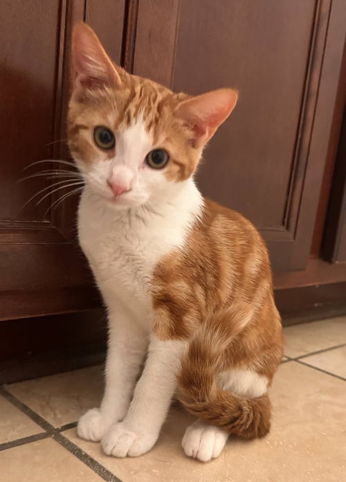 JOVIAN - Domestic Short Hair available for adoption