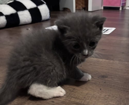 FRANKIE - Domestic Short Hair available for adoption