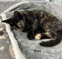 Ayra - Photo 5