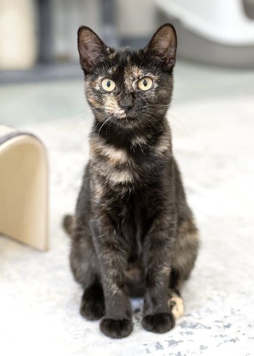 AYRA - Tortoiseshell / Domestic Short Hair available for adoption
