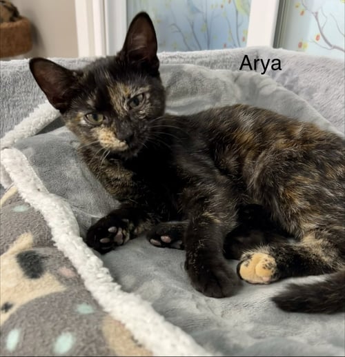 AYRA - Tortoiseshell / Domestic Short Hair available for adoption