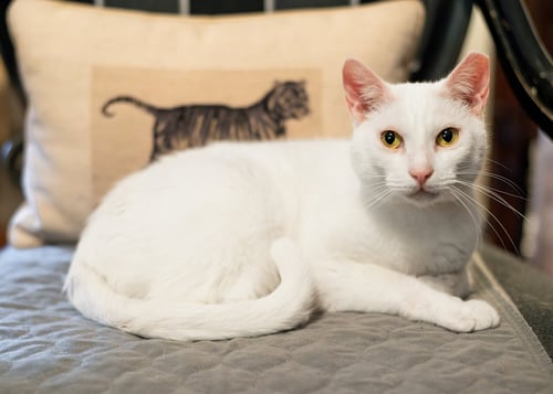 ALPINE - Domestic Short Hair available for adoption
