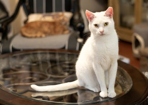 ALPINE - Domestic Short Hair available for adoption