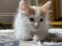Dawsyn - Photo 1
