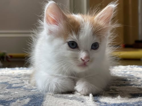 DAWSYN - Domestic Short Hair available for adoption