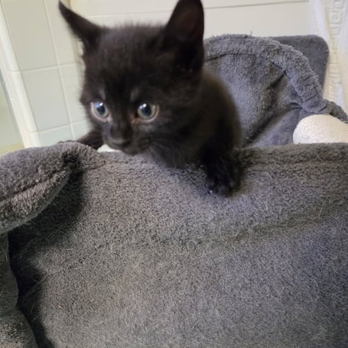 KIERNAN - Domestic Short Hair available for adoption