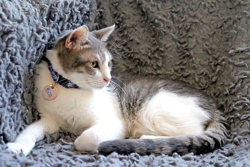 RICO Q - Tabby / Domestic Short Hair available for adoption
