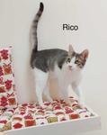 Rico Q - Photo 6
