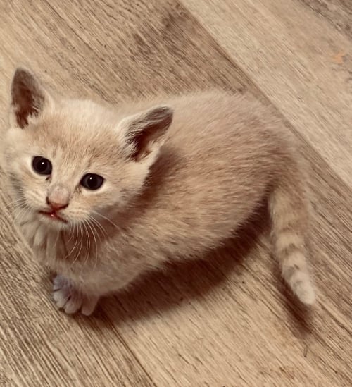 IBBIE - Domestic Short Hair available for adoption