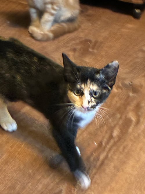 NELL - Tortoiseshell / Domestic Short Hair available for adoption