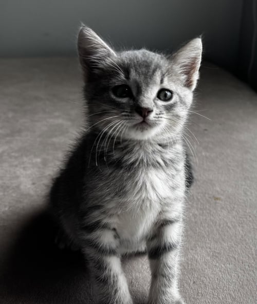 FLOSSY - Tabby / Domestic Short Hair available for adoption