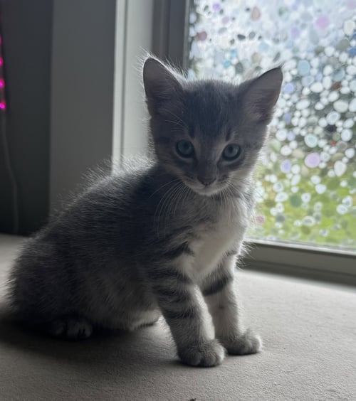 FLOSSY - Tabby / Domestic Short Hair available for adoption