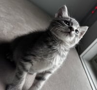 Flossy - Photo 3