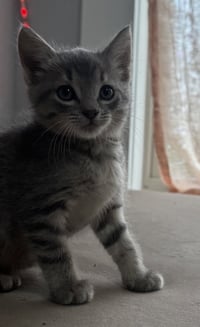 Flossy - Photo 4
