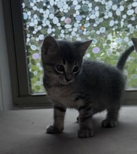 Flossy - Photo 5