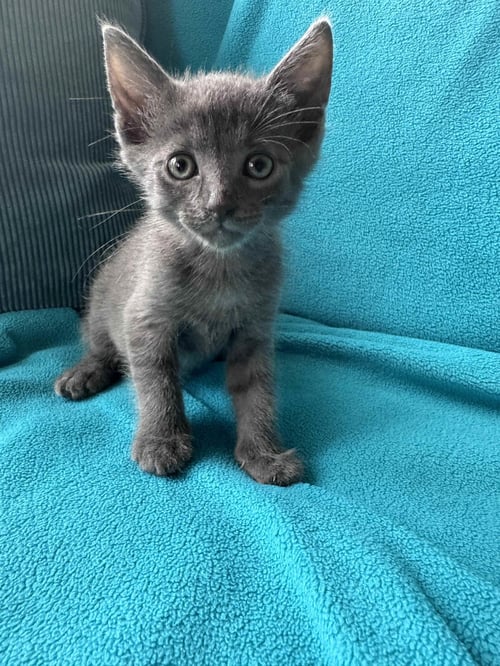 CHICKEN NUGGET - Domestic Short Hair available for adoption