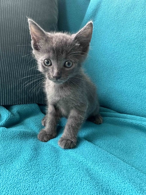 CHICKEN NUGGET - Domestic Short Hair available for adoption