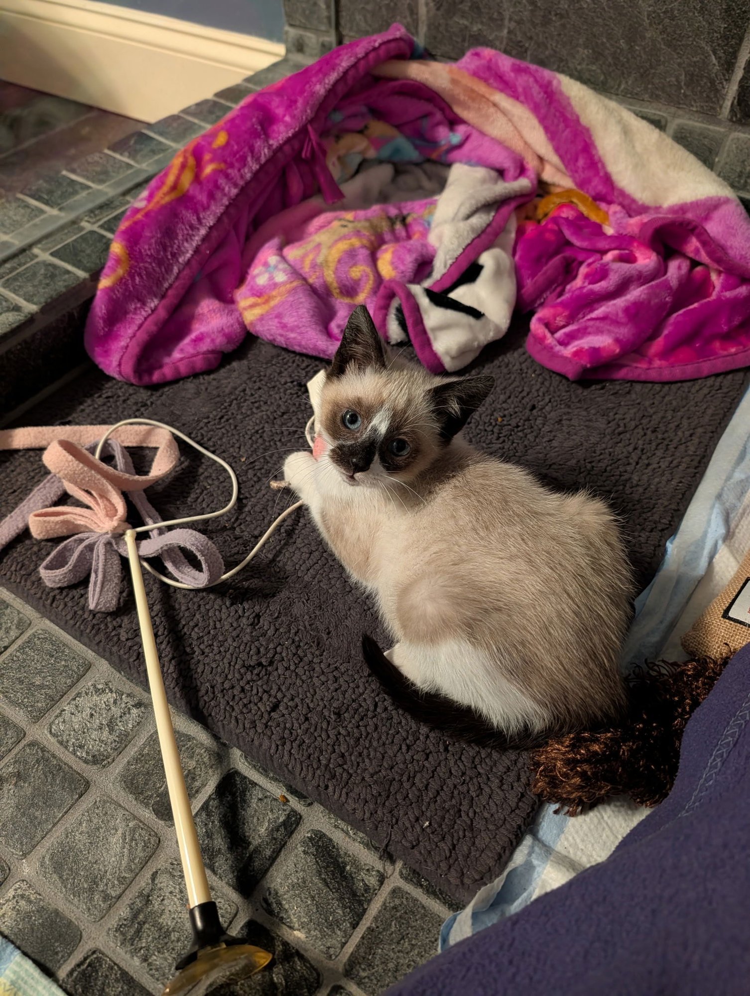 JOSEPH - Siamese / Domestic Short Hair available for adoption