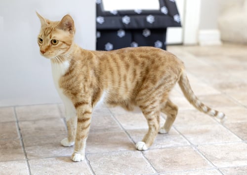 SHAFI - Domestic Short Hair available for adoption