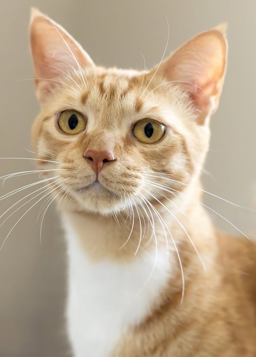 SHAFI - Domestic Short Hair available for adoption