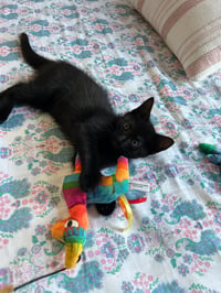 Panther - Photo 1