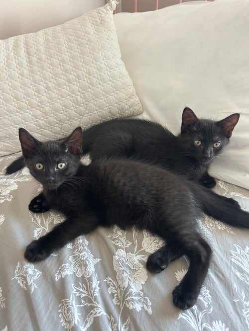 PANTHER - Domestic Short Hair available for adoption