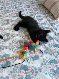 Panther - Photo 3