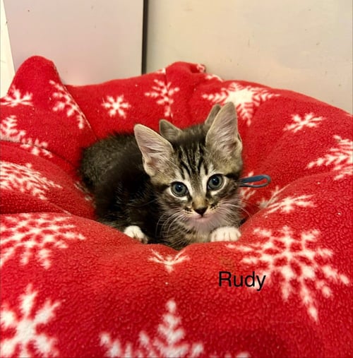 RUDY - Tabby / Domestic Short Hair available for adoption