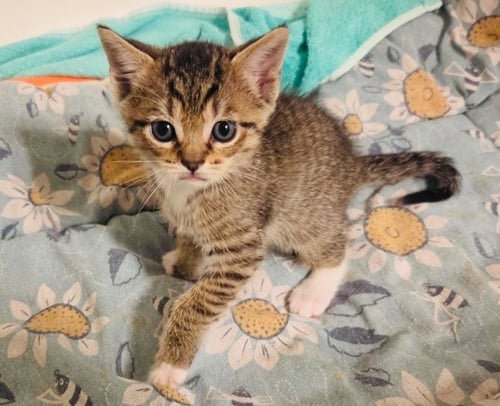 KODA - Tabby / Domestic Short Hair available for adoption