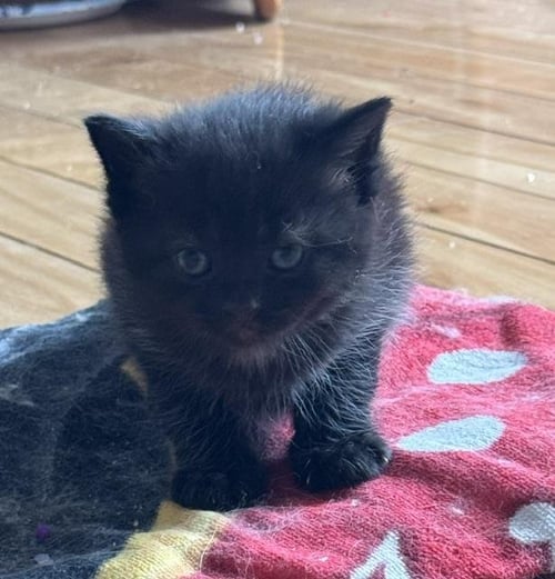 CALVIN - Domestic Medium Hair available for adoption