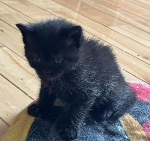 CALVIN - Domestic Medium Hair available for adoption