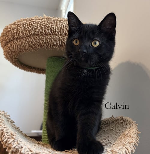 CALVIN - Domestic Medium Hair available for adoption