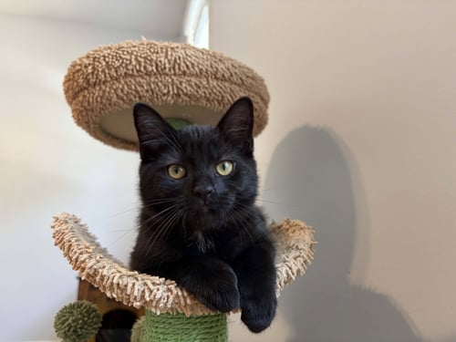 CALVIN - Domestic Medium Hair available for adoption