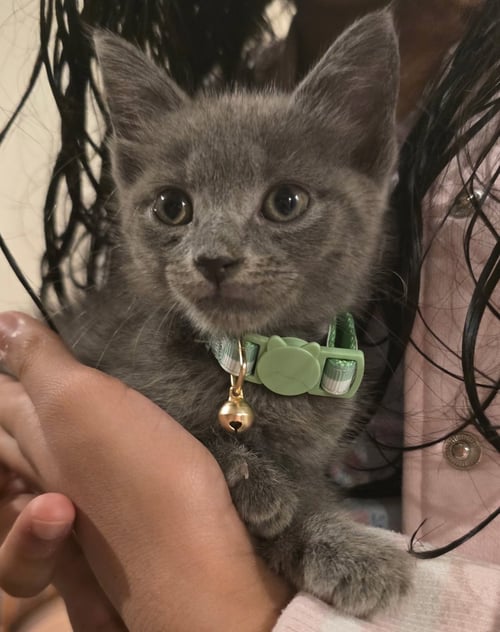 LITTLE SPROUT - Russian Blue / Domestic Short Hair available for adoption