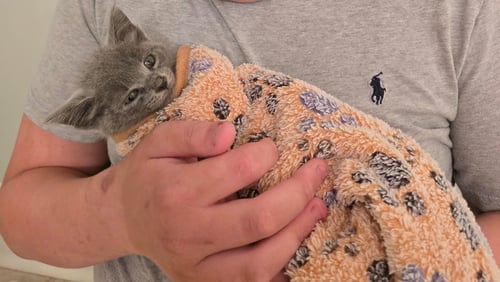 LITTLE SPROUT - Russian Blue / Domestic Short Hair available for adoption