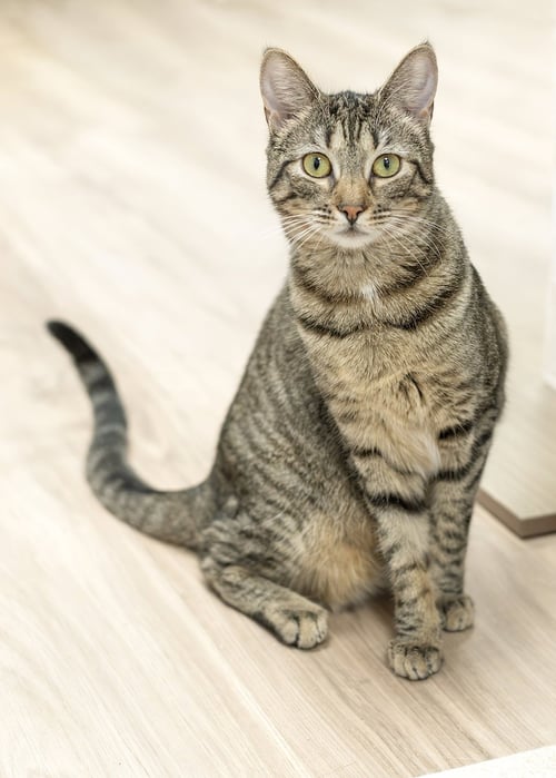 ANNABELL - Tabby / Domestic Short Hair available for adoption