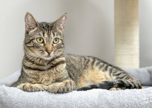 ANNABELL - Tabby / Domestic Short Hair available for adoption