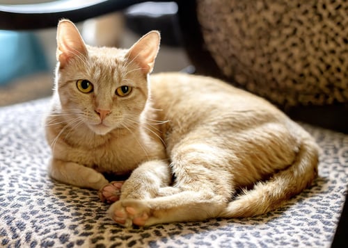 NILLA - Domestic Short Hair available for adoption