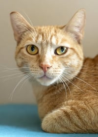 Nilla - Photo 3